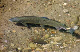 SOUTHERN STEELHEAD Oncorhynchus mykiss irideus LEVEL OF CONCERN: CRITICAL Southern steelhead populations are in danger of extinction within the next 25-50 years due to anthropogenic and environmental
