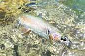 the wild, and that many trout thought to be Kern River Rainbows are actually Kern River/Coastal Rainbow trout hybrids.