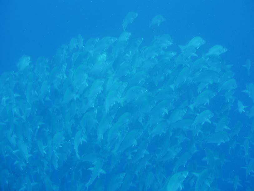 5.0 Spawning Aggregation (SPAG) Monitoring Project Spawning aggregations (SPAG) are large collections of individual fish who come together for the express purpose of mating at a specific time of the