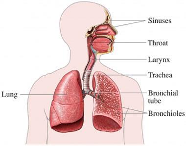 What is the respiration rate? The respiration rate is the number of breaths a person takes per minute.