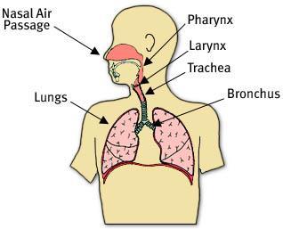 Module 3 Airway and Cardio pulmonary resuscitation Objectives At the end of this module you must be able to Evaluate ABC Demonstrate how to clear a patient s airway Perform cardio pulmonary