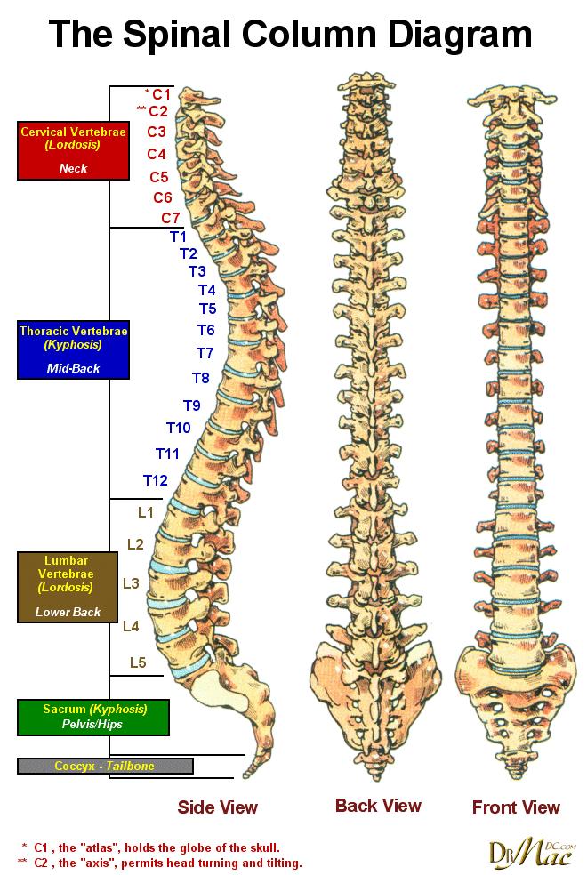The spine is divided into: the cervical spine (neck), 7 vertebrae; the thoracic spine (chest), 12 vertebrae; the lumbar spine (back), 5 vertebrae; fused vertebrae of the sacrum a small vertebra