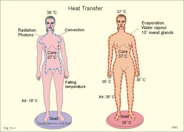 Normal body temperature, according to the American Medical Association, can range from 36.5 C, or Celsius to 37.2 C.