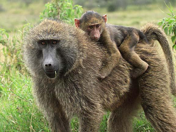 Safaris Newsletters Workshops Exhibits Shop About Contact Client Quotes Home Baboons are fascinating!