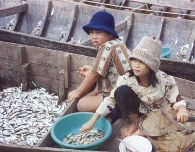 Suwanrangsi, Sirilak (n.d.) Technological changes and their implications to women in fisheries, unpublished paper. Vega, Marcos Jose M. (1989). Who s working on women in fisheries?