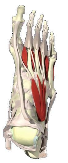 about its long axis) to cope on a variety of surfaces, to create a stable base during foot contact with the ground. Musculature of the foot and ankle can be considered in two parts.