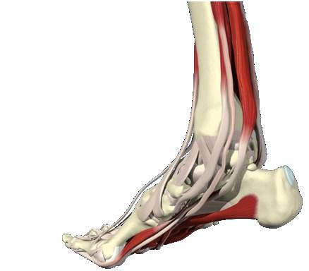 7: Illustration of the dorsiflexors of the foot Tibialis