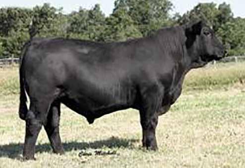 Black Purebred We only have 7 Black Purebred bulls and half of them are out of one donor cow.