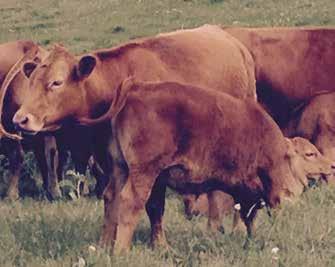 registered open heifers 102 We are selling 5 registered heifers 4 black and 1 red.