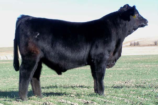 1 Homo Black and Homo Polled son of Manitoba Top 2% EPDs for WW and YW He proved his EPDs by indexing 11 on WW and a 19# YW His Dam is a Dam of Merit 1 2 DMRS MR MANITOBA 21Z HOMOZYGOUS BLACK GV, 2AN