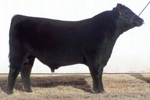 0 21 One of our newer herdsires that adds tremendous volume and thickness to his offspring. There are several good sons by him in this sale.