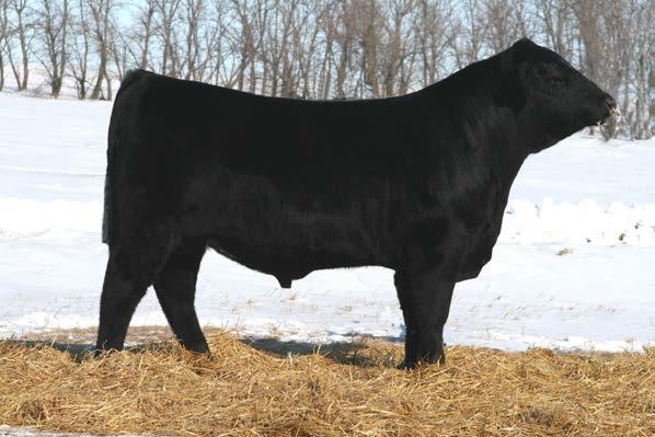 Star E11 ET EGL H22 EGL F22 CE BW WW YW Milk.1 122 1 One of our Balancer Herdsires who sires excellent weaning weights.