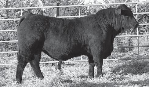 Flying H Black 3/4 and gelbvieh Bulls Lot 7 Flying H Granite 12Z 1/16/12 1234491 WFA 12Z Black Polled 75 GV 25 AN DISPOSITION Sire: Post Rock Granite 200P2 MGS: Bennett 1407 N2 Cow ID: 42R 35.78 10 0.