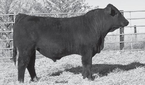 Polled 75 GV 25 AN DISPOSITION Sire: Flying H Pro 22W MGS: Atlas 712G Cow ID: 95E/256M ET 36.5 10 0.4 73 108 26 34 0.64 0.09 35.48 ACT. BW: ET WW: 691 YW: 1,290 Lot 12 Flying H GPS 49Z ET 6.