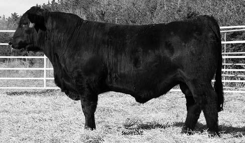 Flying H Black s These Spring Yearling Bulls give you an excellent selection of composite genetics to utilize and stabilize crossbred vigor in you cowherd.