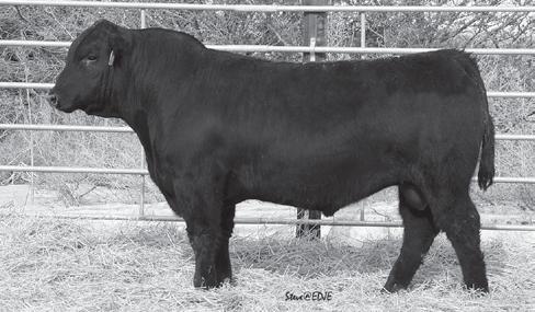 Flying H Black s Lot 37 Flying H Chosen One 26Z 1/26/12 1222124 BABG 26Z Black Polled 50 GV 50 AN DISPOSITION Sire: G A R Predestined MGS: Ideal Direction 8N Cow ID: 89U ET 41.5 8 1.9 65 112 33 39 0.