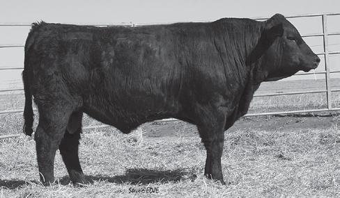 Polled 50 GV 25 AN 23 AR DISPOSITION Sire: Post Rock Blk Bal 270W8 MGS: LACY FHG Legacy 6097 Cow ID: 42X 41.8 13-0.9 63 103 23 25 0.50 0.19 37.10 ACT. BW: 74 WW: 715 YW: 1,338 5.