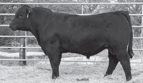 Flying H Black s Lot 64 Flying H Mr HD 22Z 1/22/12 1218985 FHG 022Z DISPOSITION Sire: Hoover Dam MGS: Flying H 101N 91S 5.0 Cow ID: 129W 1 Star Heifer Bull 38.3 13-0.6 60 94 30 26 0.76 0.38 58.47 ACT.