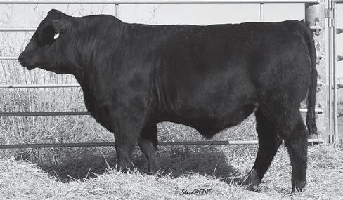 Flying H Black s Lot 72 Flying H Mr Tank 177Z 2/14/12 1219098 FHG 177Z Black Polled 50 GV 50 AN DISPOSITION Sire: Lazy TV Tank X315 MGS: Govenor 3N Cow ID: 22T 35.2 11-0.4 73 113 28 42 0.52 0.34 64.