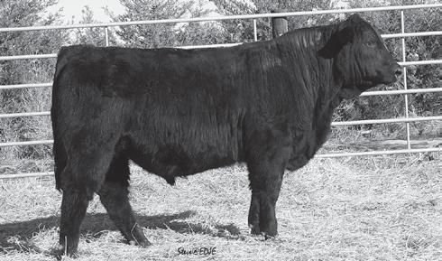 Flying H Black SimAngus Lot 88 Flying H OLIE Z128 1/17/12 2647148 PVF Z128 Black Polled 75 SM 25 AN DISPOSITION Sire: Ellingson Legacy M229 MGS: S S Traveler T510 2T22 Cow ID: X20 4.