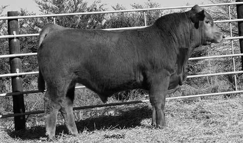 Flying H Red Purebreds & BalanceR Bulls This is the strongest set of Red and Bulls we have offered lately.