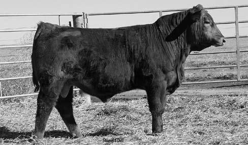 Flying H Red Purebreds & Bulls Lot 104 Flying H Z361 1/30/12 1221310 VOS Z361 Red Polled 75 GV 25 AN DISPOSITION Sire: Post Rock Sarge 225U2 MGS: WAR Grid Maker 3541 5509 Cow ID: 161U 38.62 9 0.