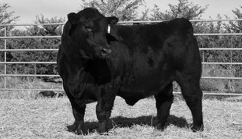 6 Lot 105 Flying H Z347 1/25/12 1221775 VOS Z347 Red Polled 50 GV 50 AR DISPOSITION Sire: Unusual 25U MGS: Flying H Exclusive Cow ID: 145U 35.46 11-0.4 65 107 30 33 0.33 0.26 49.91 ACT.