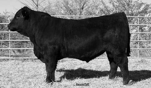 Flying H Black 3/4 and gelbvieh Bulls This group of 3/4 and purebred black bulls includes several ET calves and many AI sired bulls that give you outstanding cow families complimented with the top