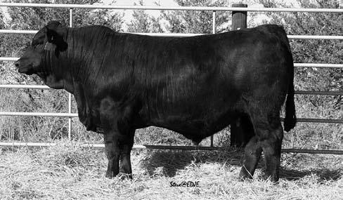 There are some Seed Stock Herd Bulls here and they are all bred to compliment Angus based cows to add pounds and muscle while maintaining high marbling and maternal traits and the added benefits of