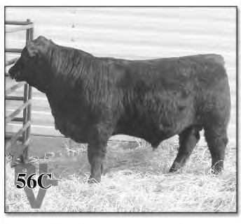 50 Red Bull - Polled Out of a young cow Good EPDs RLV Inlaw 50C BD: 2/04/15 99.2%GV.8%AR AGA: 1339361 BW 1.
