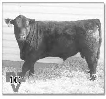 01 RLV Cash 01C BD: 1/01/15 34.4%GV 62.5%AN 3.1%XX AGA: 1339170 Sire: DART GR6016W BW.5 BW 78 Dam: RLV MISS MAGIC 12R WW 63 YW 99 WW 760 Milk 23 Lead On and Magician - don t come any better.