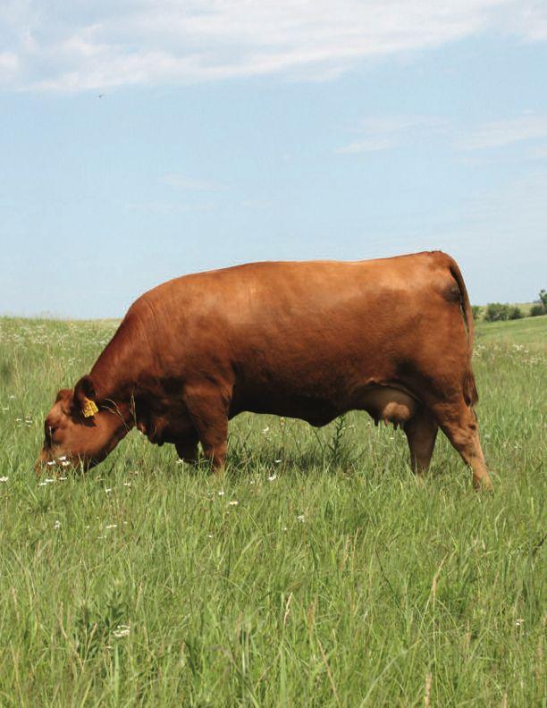 23rd Annual COW POWER FEMALE SALE October