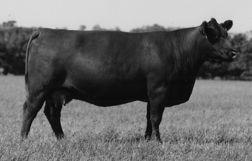 JRI Ms Sugar Sweet 285P992 ET on the maternal side and wowsa, Sugar Sweet flat knows how to bring home the beef.