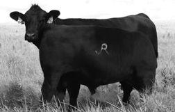 Mercy, talk about one awesome Secret Instinct fall bred heifer and you bet, she stems from one big time producing Judd Ranch cow family.