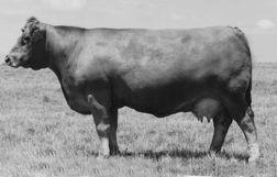spring bull sale on a Sight Unseen order as Lot 39 for $5,500 and wowsa, the 84# birth weight/whopping 753# 205 day weight son was one beef packing machine.