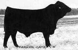 Ranch 285 cow family that has written a boatload of Gelbvieh history.