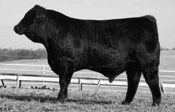 It 207K511 ET JRI Ms Black Impresi 207B4 (JRI Ms 207U3) Wowsa, you talk about a calf raising machine first calf heifer and these type of genetics run deep in this cow family.