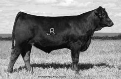 machine third calf Judd Ranch mama with a ripping 108 weaning weight ratio and in total you will find five previously honored Dam of Merit females in Stella s pedigree.