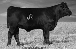 Savvy 3G4 (JRI Ms 3W3) This super black, homozygous polled purebred Pop A Top fall open heifer nursed a 12-year-old calf raising machine mama.
