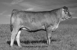 this Judd Ranch 68 cow family flat bring home the beef. In total you will find seven previously honored Dams of Merit in Sweet Pea s pedigree.