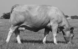 purebred Pop A Top fall open heifer. Now pencil-in JRI Ms. Butterscotch 176Z41 nursed a first calf heifer.