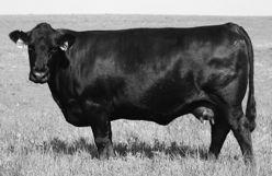 fertility-plus 8-year-old Judd Ranch mama that s been knocking on the Dam of Merit door with her fertility plus 366 day annual calving interval.