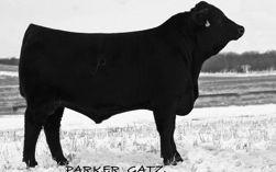 JUDD RANCH REFERENCE SIRES JRI Reference Sire Homozygous Polled Purebred 806019 Tattoo: 253M75 BD: 1/22/02 BW: 79 WW: 739 YW: 1194 SLC Freedom 178F ET (New Day) JRI Pld Free Agent 125J3 JRI Ms Pld