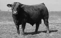 powerhouse homozygous polled purebred 2012 Canadian National Champion Gelbvieh Bull from Scott Severtson, Severtson Land & Cattle in Canada this spring.