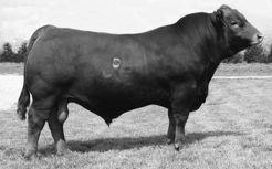 Semen sales are closed on SLC Outback 142X so here s your opportunity to purchase his first services with females selling in the 23rd Annual Judd Ranch Cow Power Female Sale.