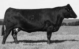 JRI Ms Secret Admirer 213Z97 was one of the top picks on the ranch as an open heifer calf and producers, she s one of the top bred heifers on the ranch.