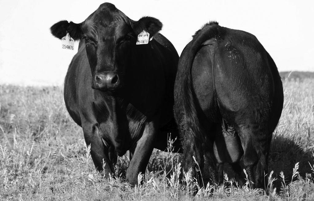 Spring Bred Heifers 17 JRI 254M76 & Bull Calf Maternal Sister to Lot 19 s Dam JRI Ms Peek A Boo 68Z81 ET ET Double Polled Purebred Bred Heifer 1222065 Tattoo: 68Z81 BD: 2/10/12 BW: 85 WW: 673 JCGR