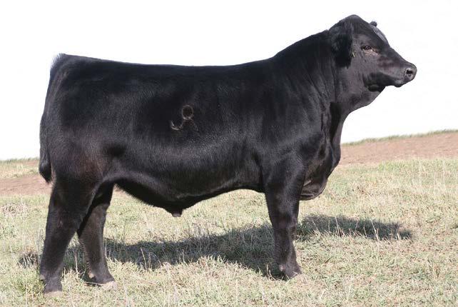 Entry 4 This homozygous black, homozygous polled purebred (94%) Secret Instinct son is flat loaded with cow power genetics.
