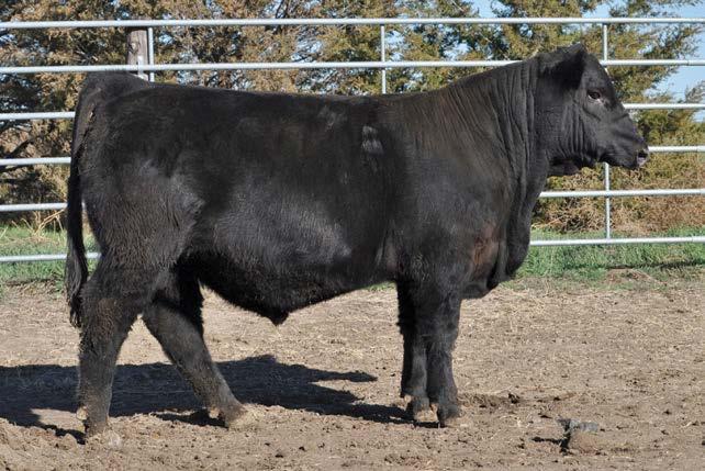 Entry 6 We are extremely excited to bring Flying H Mr. 128D for your inspection in this year s bull futurity.