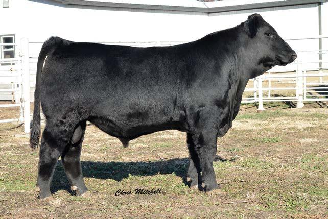 Entry 7 Post Rock Voyager 40D1 ET is a homozygous black homozygous polled 88% bull with exceptional eye appeal, EPD s and cow family backing him up.